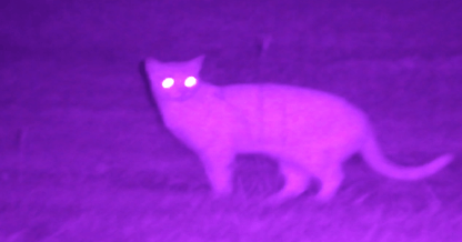 NVx7 Digital Night Sight